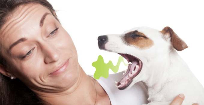 Hausmittel das bei Mundgeruch beim Hund hilft