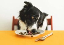 3 Lebensmittel die Sie niemals Ihrem Hund geben sollten