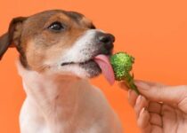 Können hunde Brokkoli essen?
