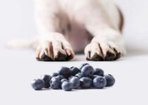 Können Hunde Blauberren essen?