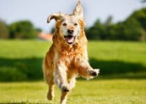 Top 20 Hundenamen für Rüden
