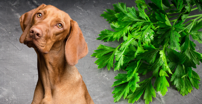 Mundgeruch beim Hund, dieses Hausmittel hilft