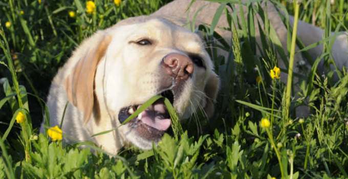 Warum frisst Hund Grass