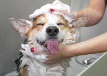 Hunde Hygienne
