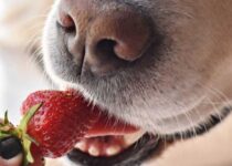 Können Hunde Erdbeeren essen?