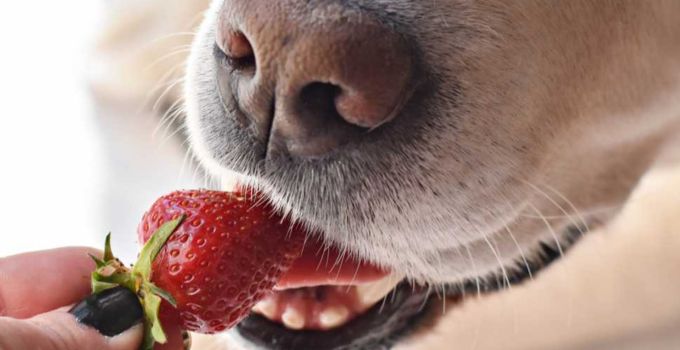 Können Hunde Erdbeeren essen?