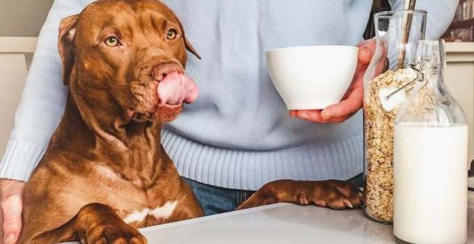 Können Hunde Haferflocken essen