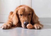 Können Hunde Eier essen?