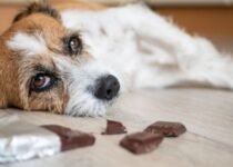 Was tun wenn Hund Schokolade gegessen hat