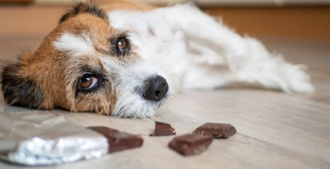 Was tun wenn Hund Schokolade gegessen hat