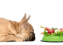 Welches Gemüsse können Hunde essen