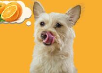 Dürfen Hunde Orangen Essen?