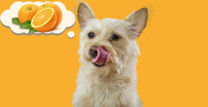 Dürfen Hunde Orangen Essen?