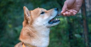Gesunde Hunde Snacks
