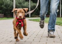 Wie man das beste aus Hunde Spaziergängen macht