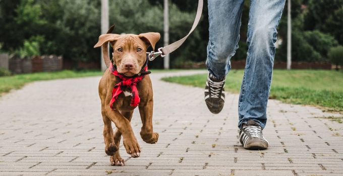 Wie man das beste aus Hunde Spaziergängen macht