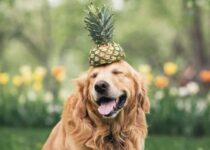 Hunde und Ananas