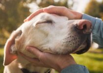 Senioren Hunde - die richtige Pflege