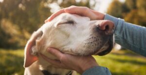 Senioren Hunde - die richtige Pflege