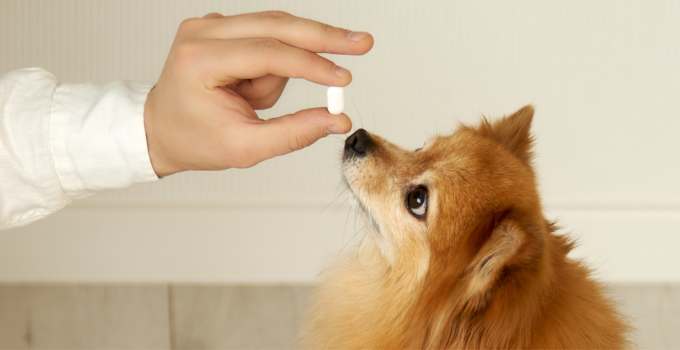 Benötigt mein Hund Probiotika?