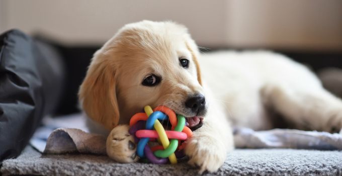 Mentale Hundegesundheit - die besten Spielzeuge