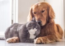 Hund und Katze zusammen im Haushalt