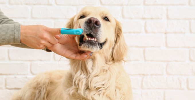 Tipps gegen Zahnbeleg bei Hunden