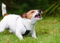 Tipps gegen Hundebellen