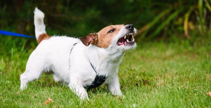 Tipps gegen Hundebellen