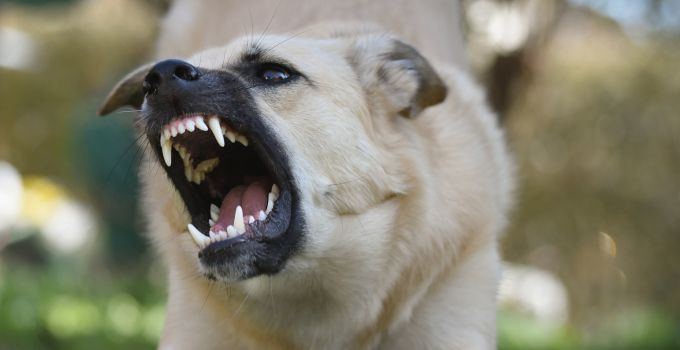 Hunde Agression