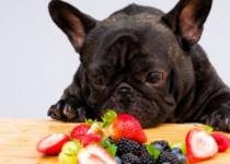 Welches Obst dürfen Hunde Essen?