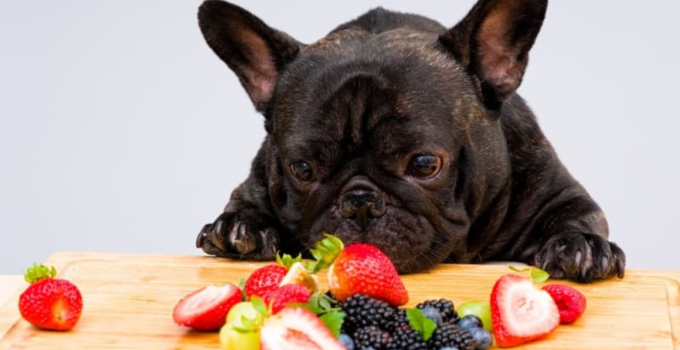 Welches Obst dürfen Hunde Essen?