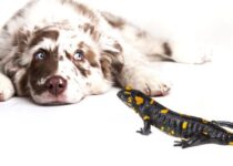 Salamander und hund