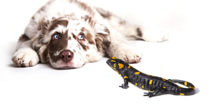 Salamander und hund